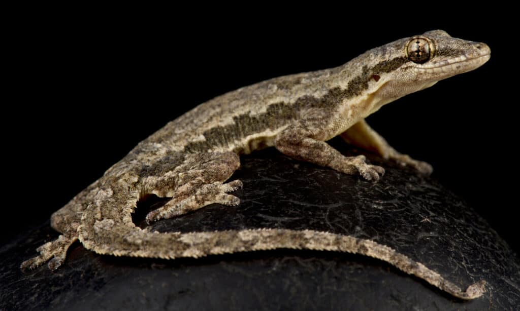 Flat-Tailed House Gecko (Hemidactylus platyurus)