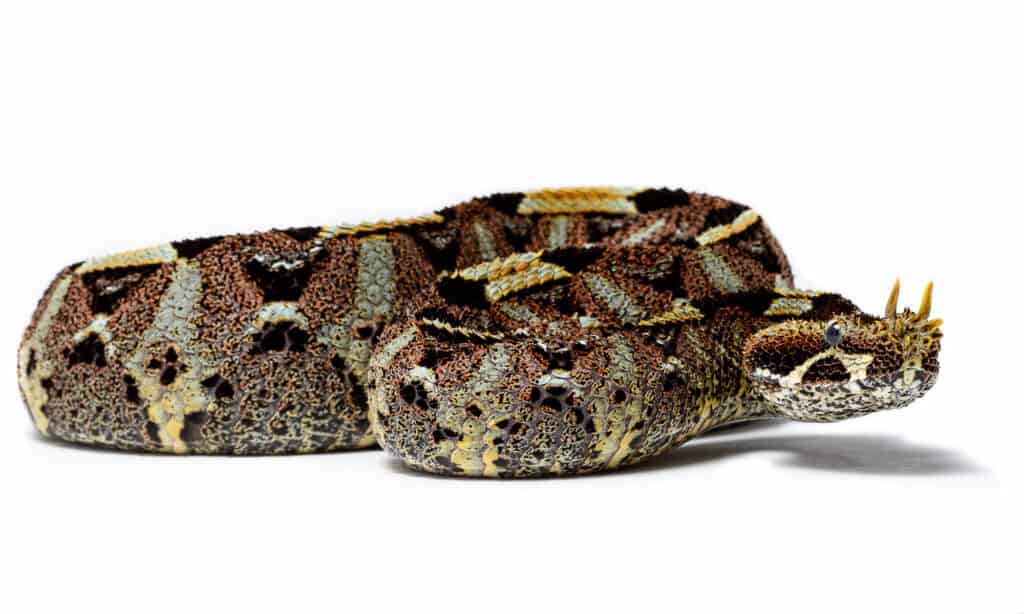 River Jack Snake or Rhinoceros Viper