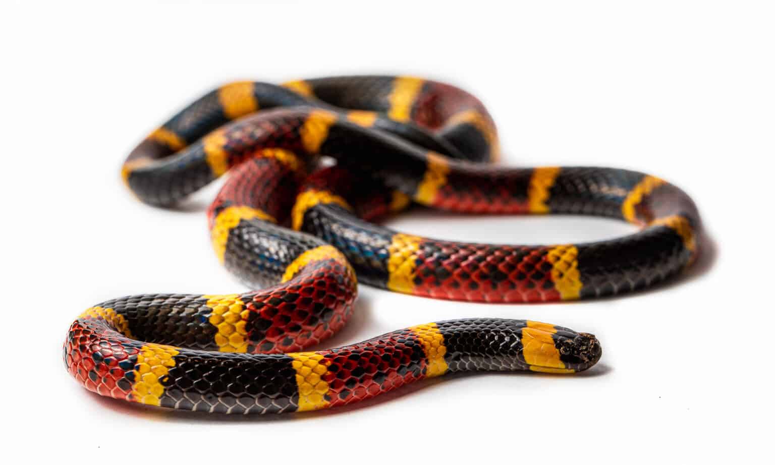 Arizona Coral Snake AZ Animals