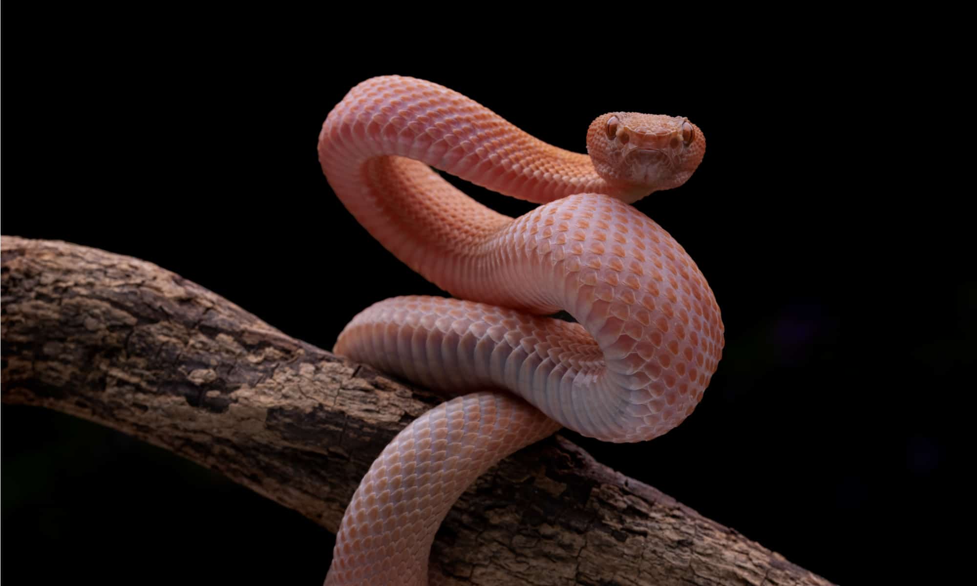 Python Skin Short-Tailed Matte Red