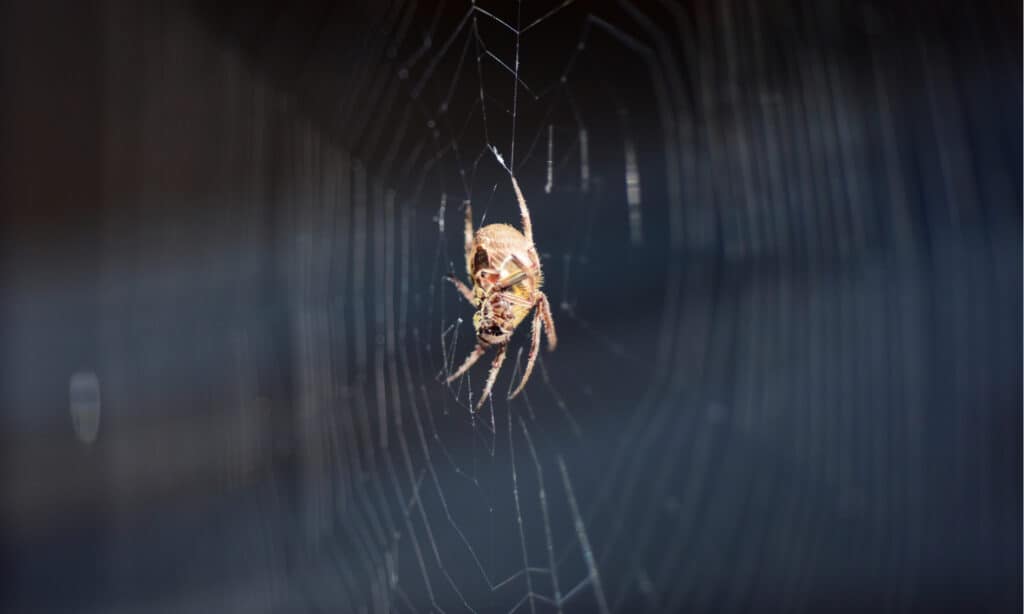 barn orb weaver spider