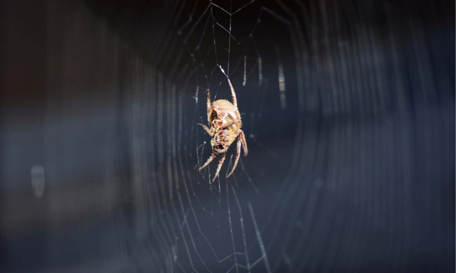 10 Spiders In Vermont W3schools W3schools