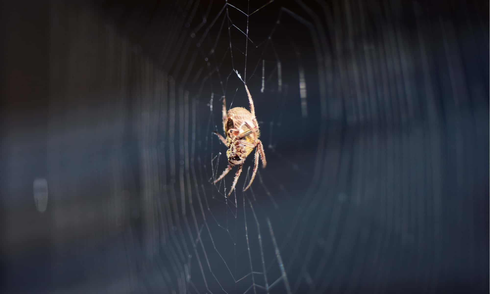 10 Spiders in Vermont - AZ Animals