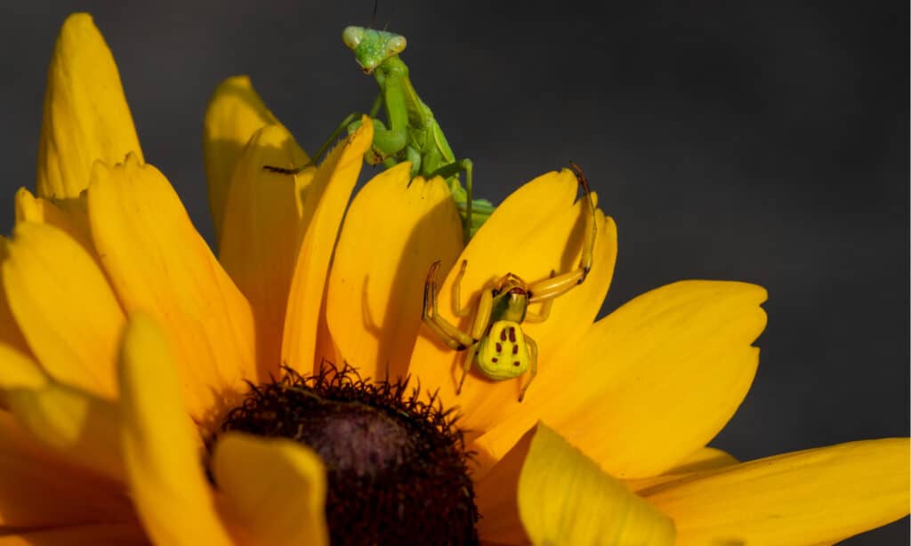 White-Banded Crab Spider vs Praying Mantis