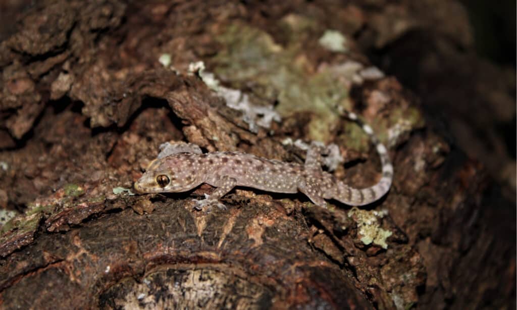 Mediterranean House Gecko 