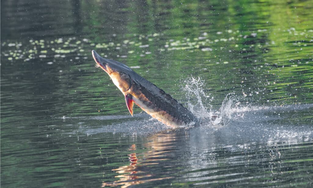 Gulf Sturgeon