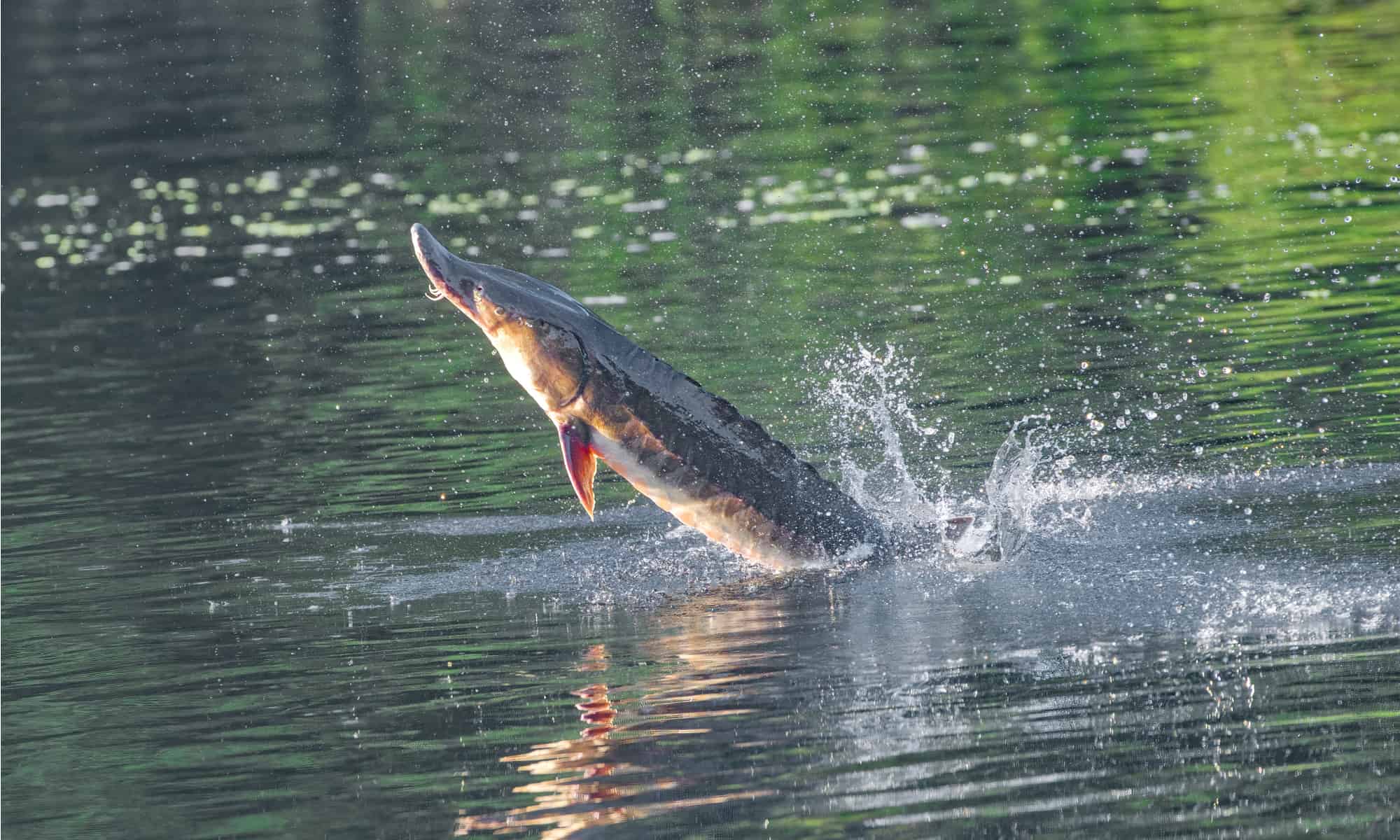 freshwater fish with legs