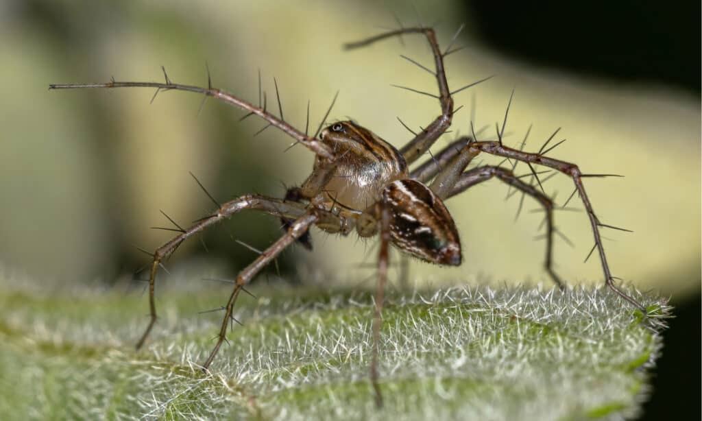 striped lynx spider