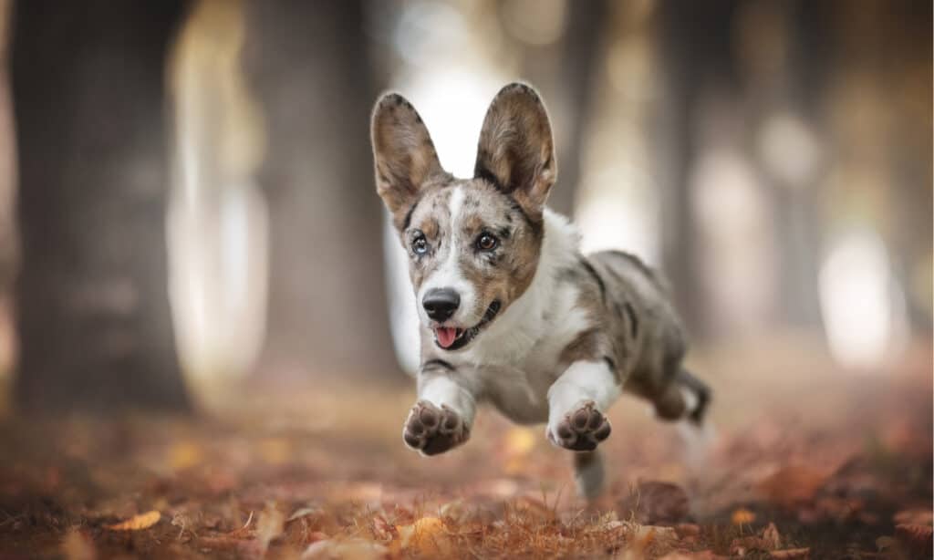 american corgi vs cowboy corgi