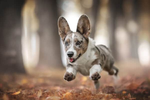 Corgis are an athletic, energetic breed known for its herding skills.