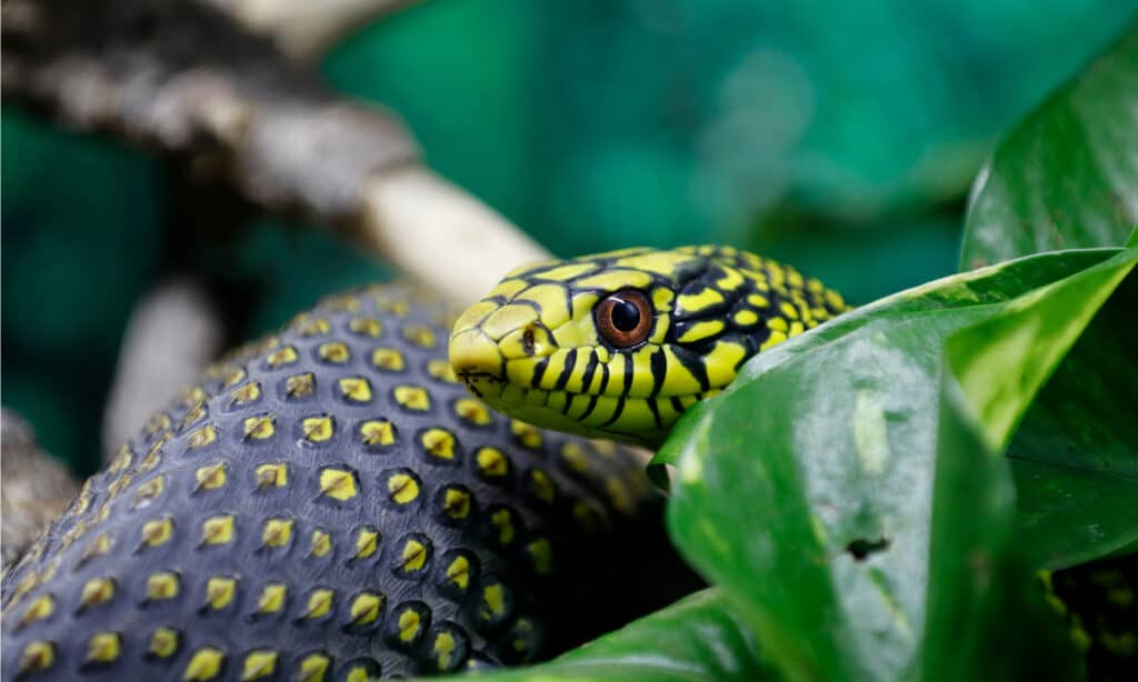 King rat snake or king ratsnake