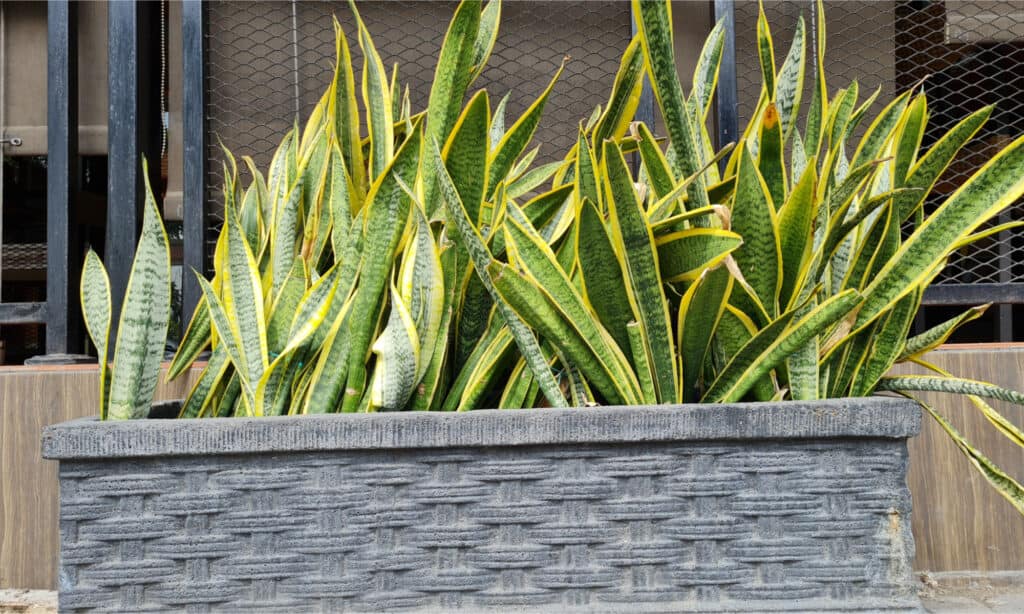 Dracaena-trifasciata-easy-to-grow-plant