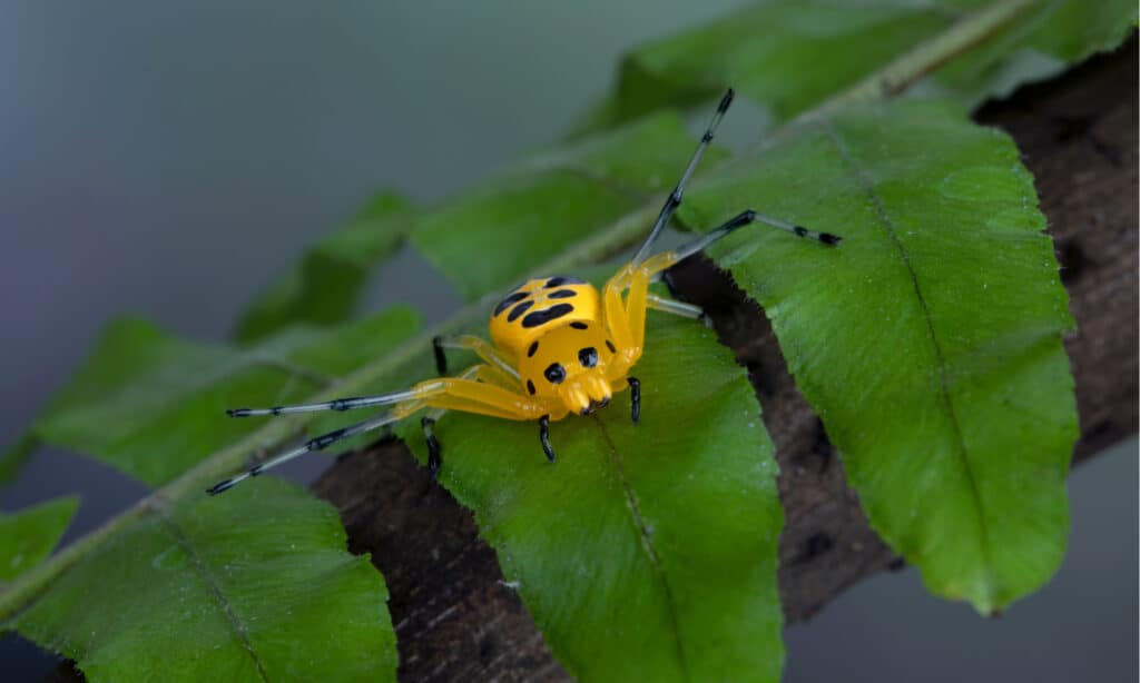 beautiful spiders