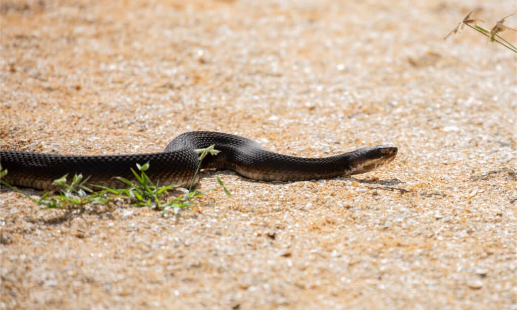 newborn cottonmouth snake