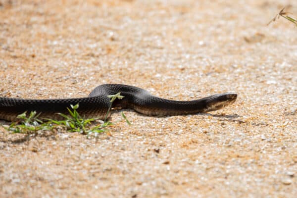 A northern cottonmouth sunning on a sandy path near the saltwater marsh on the Tolomato River.