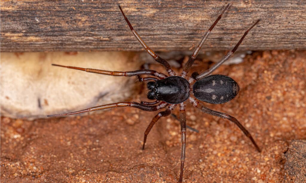 Long-Palped Ant Mimic Sac Spider