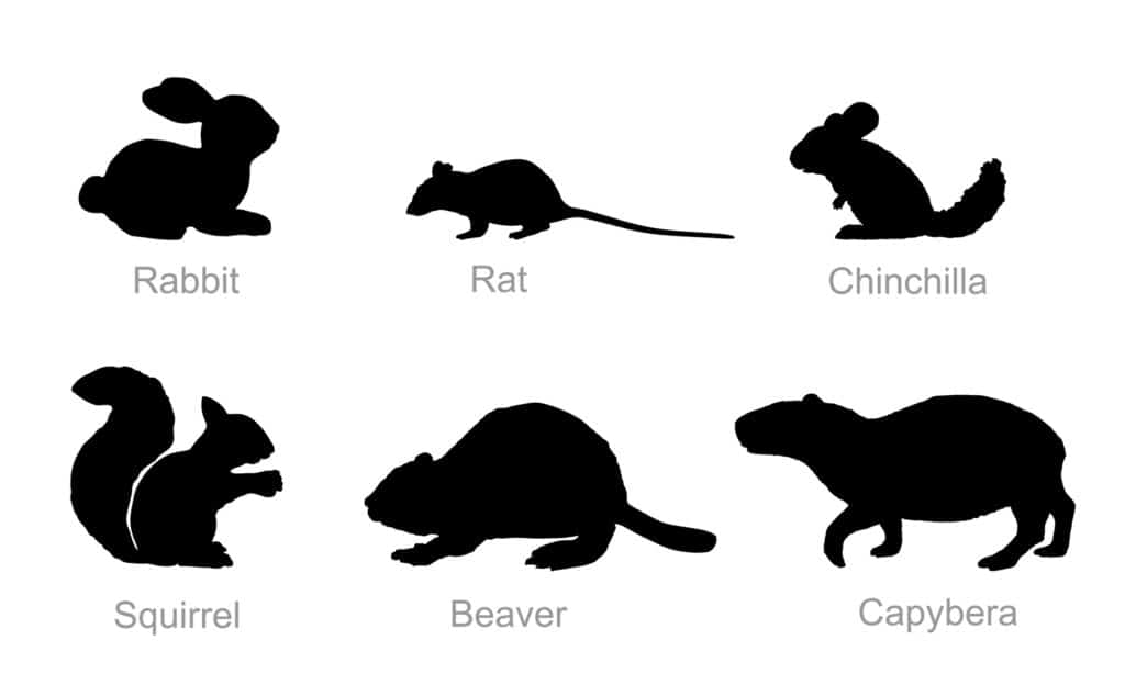 rodents