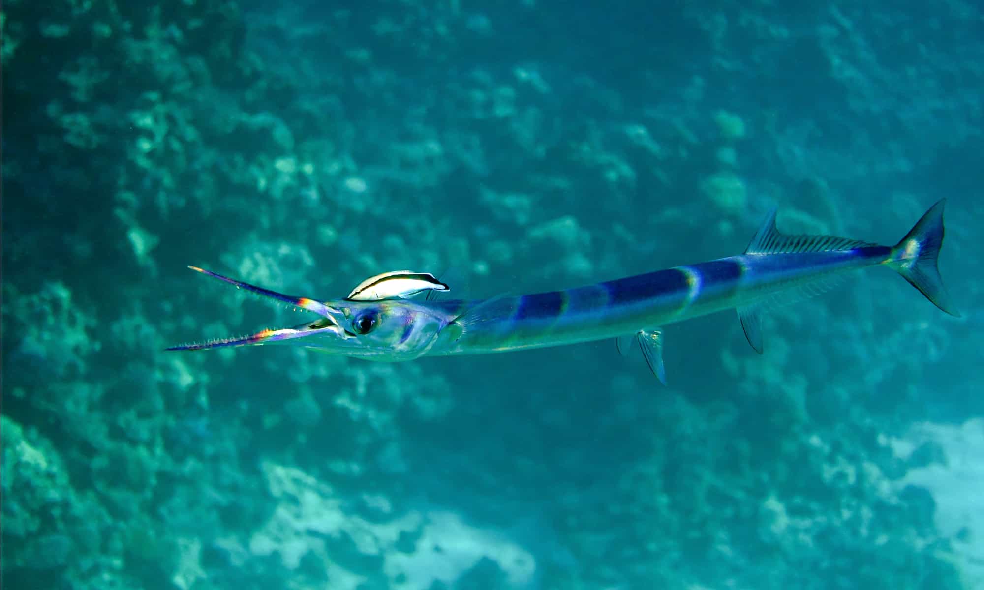 Needlefish Fish Facts  Platybelone argalus - A-Z Animals