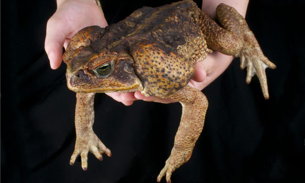 Cane toad / Rhinella marina
