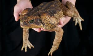 Can Dogs Eat Toads Safely, or Are They Poisonous? What to Know Picture