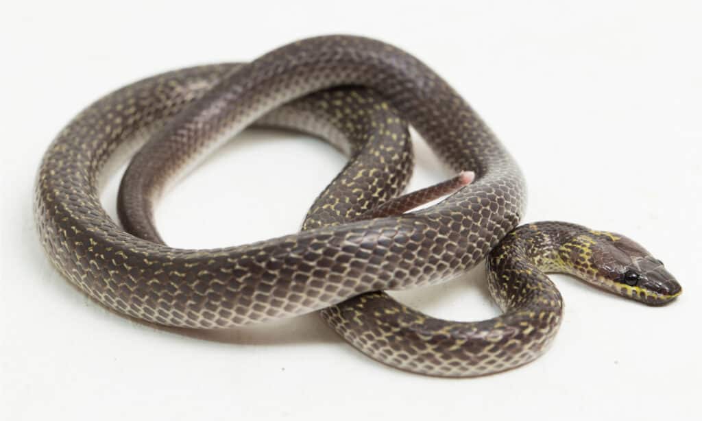 Wolf Snake