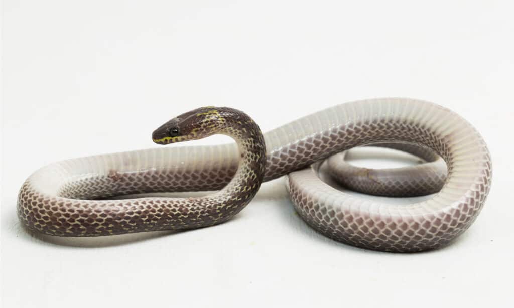 Wolf Snake