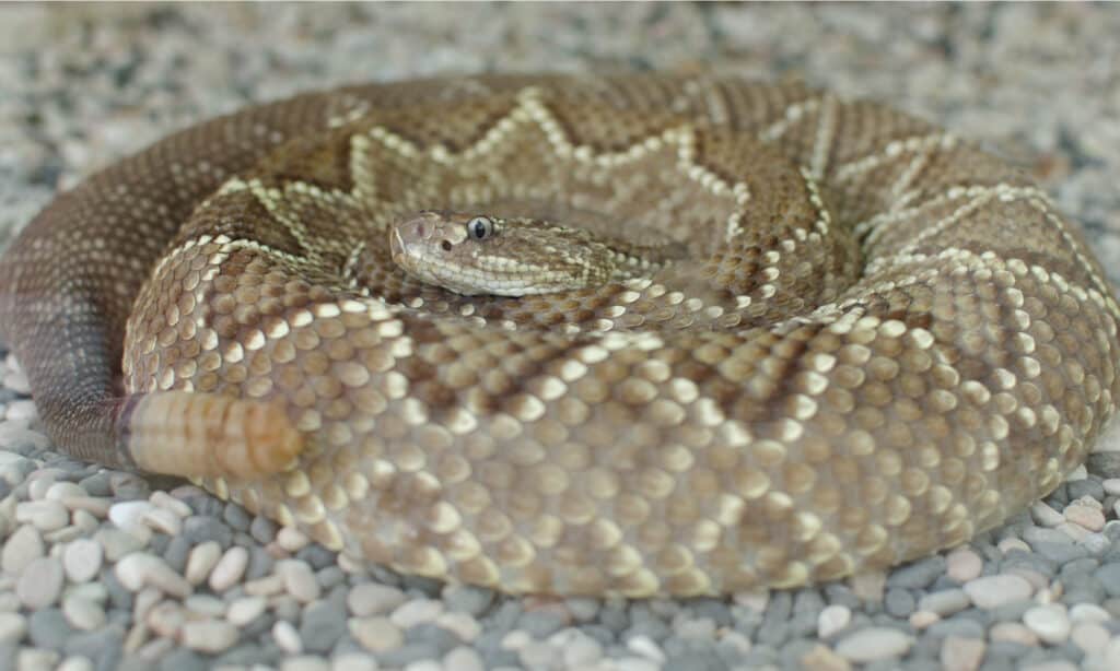 Middle American Rattlesnake (Crotalus Simus)