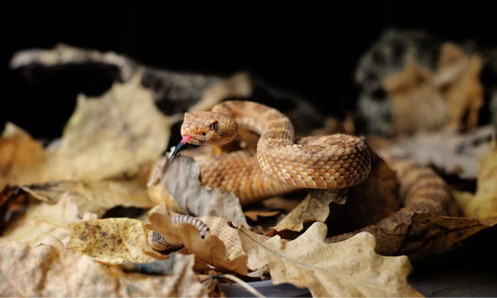 Panamint Rattlesnake