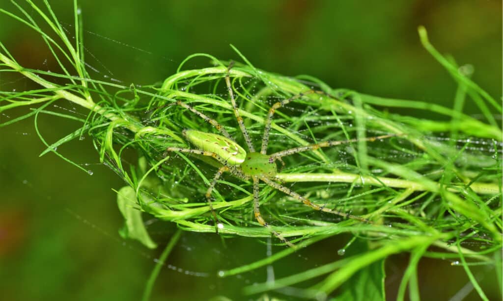 Green Lynx Spider