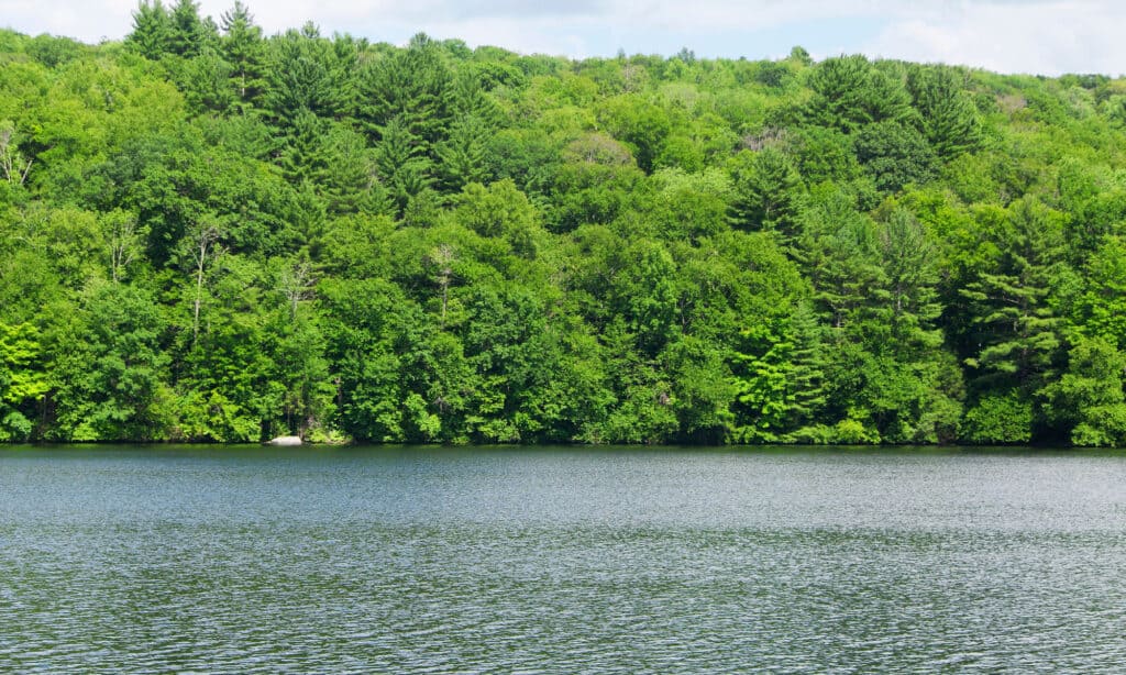 What lives at the bottom of a pond?Stillwater Pond