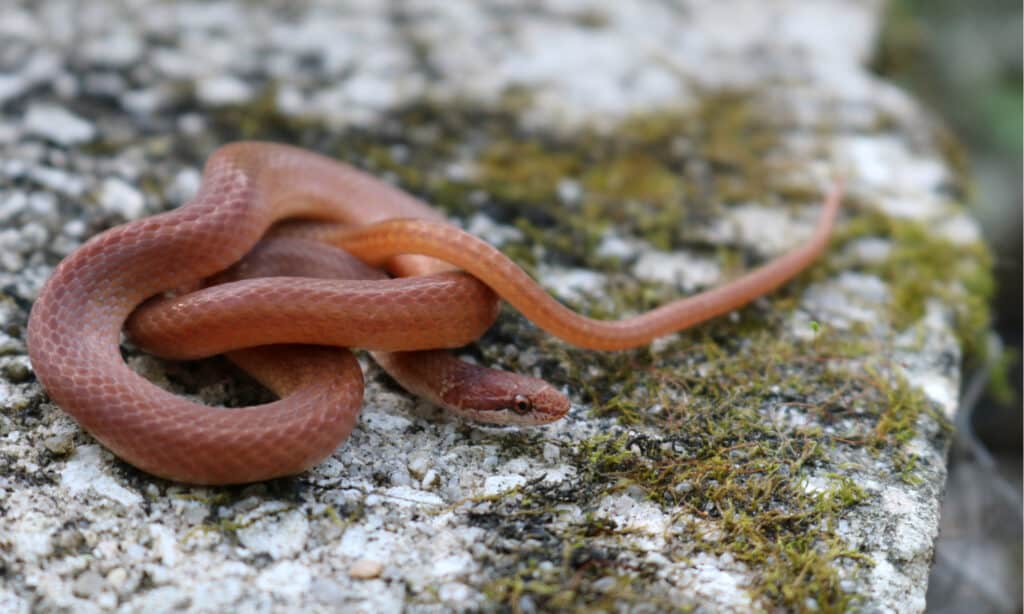 Pine woods snakes are brown snakes in North Carolina that live in forests and woodlands