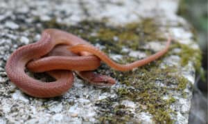 8 Orange Snakes In Florida Picture