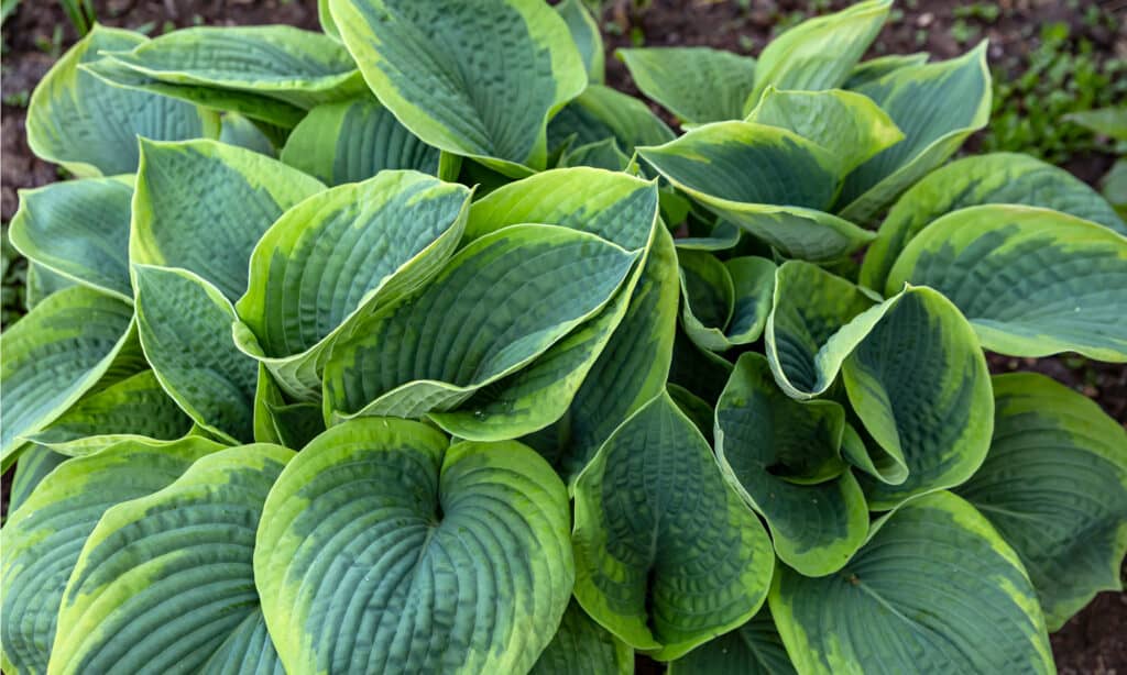 how to stop dogs from eating hostas