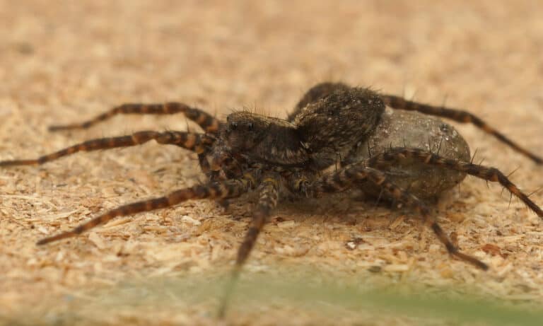 Do Wolf Spiders Jump or Swim?