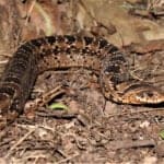 Night adder