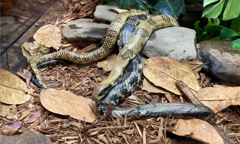 Brazlian Smooth Snake - False Water Cobra