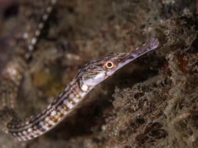 A Pipefish