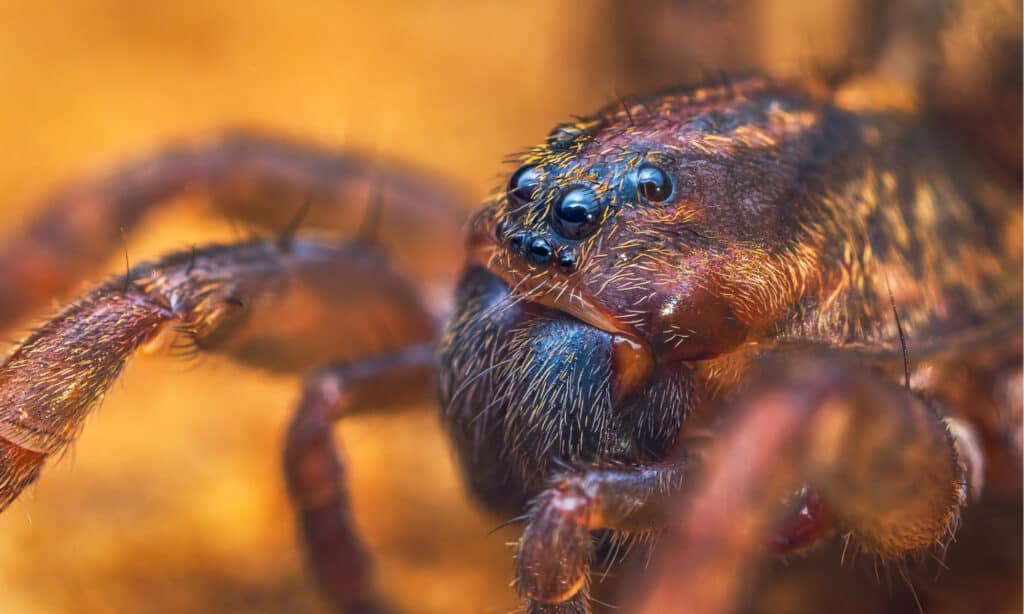 wolf spider pictures and facts