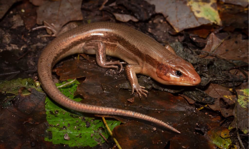 Broadhead skink