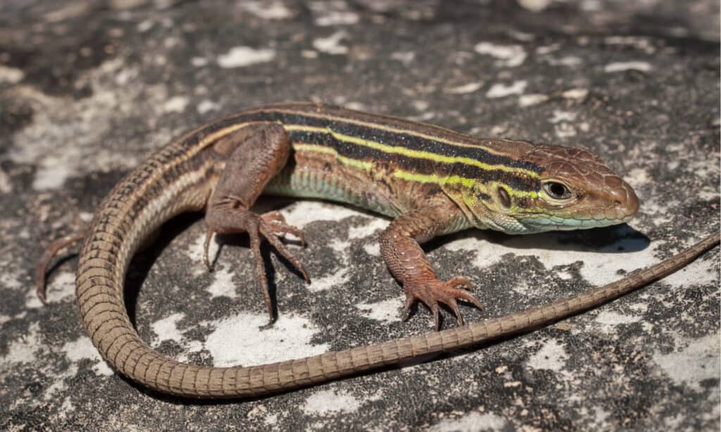 Six-lined racerunner lizard