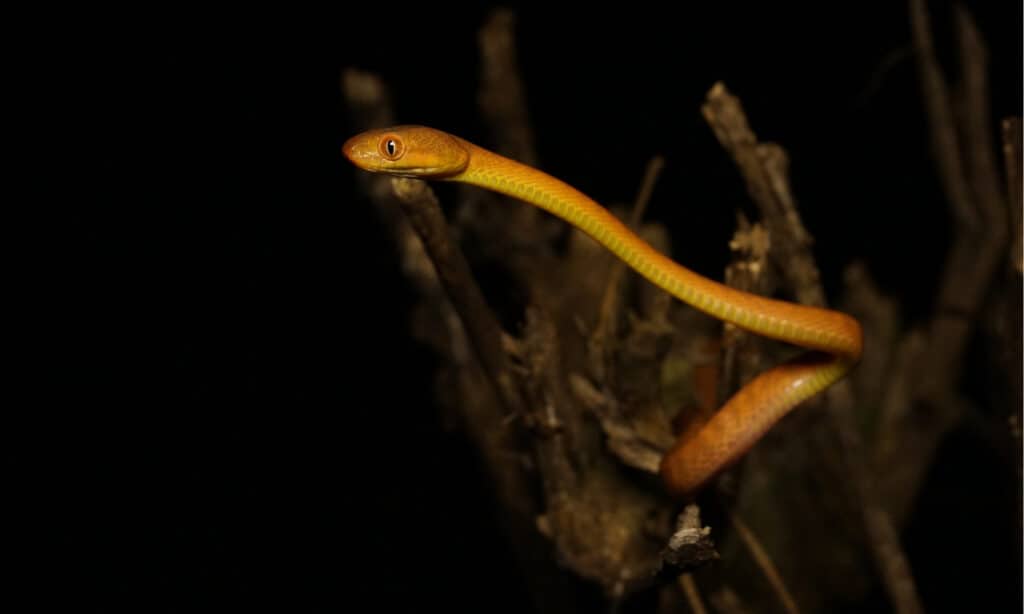 Black-headed cat snake