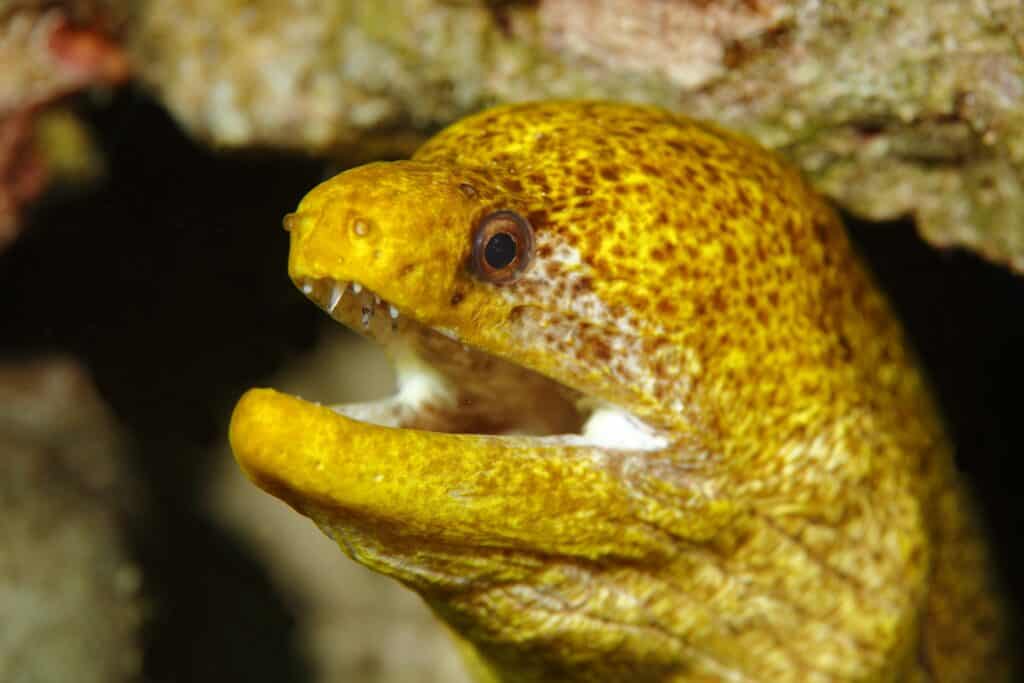 A banana eel with its mouth open