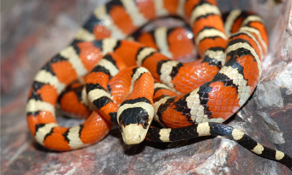 Arizona Mountain Kingsnake