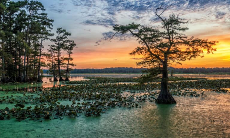 Reelfoot Lake