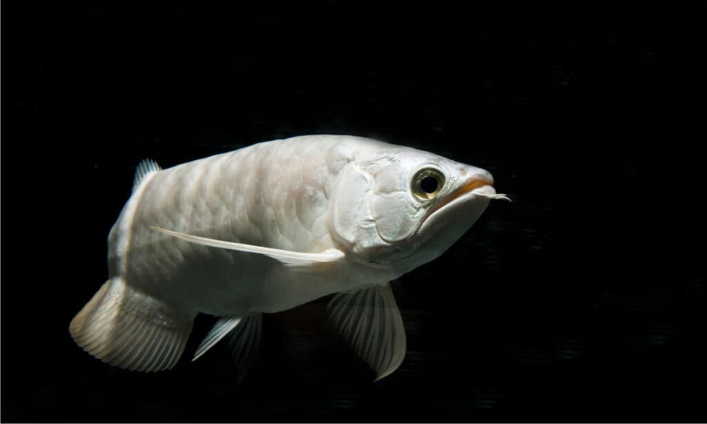 Platinum Arowana