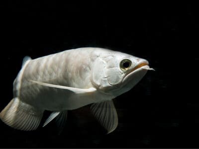 Platinum Arowana Picture