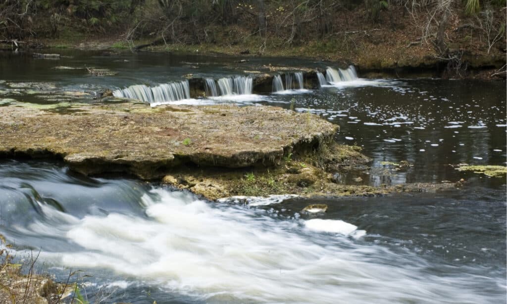 Steinhatchee Falls