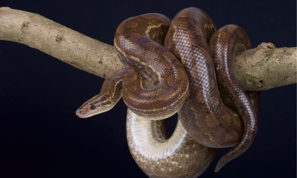 Boa Constrictors Breathe While Crushing Prey