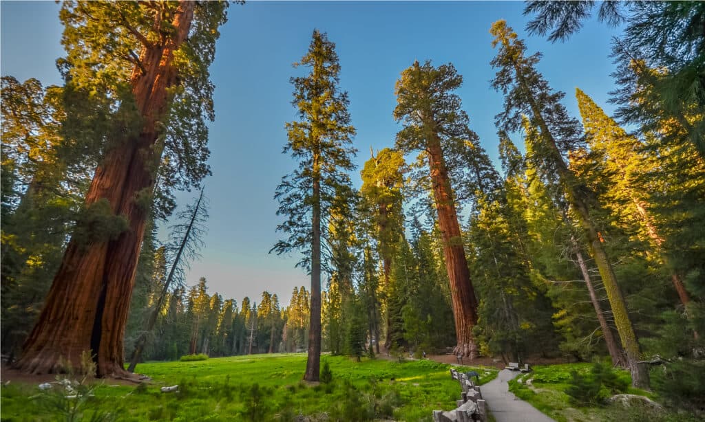 Sequoia and Kings Canyon National Park