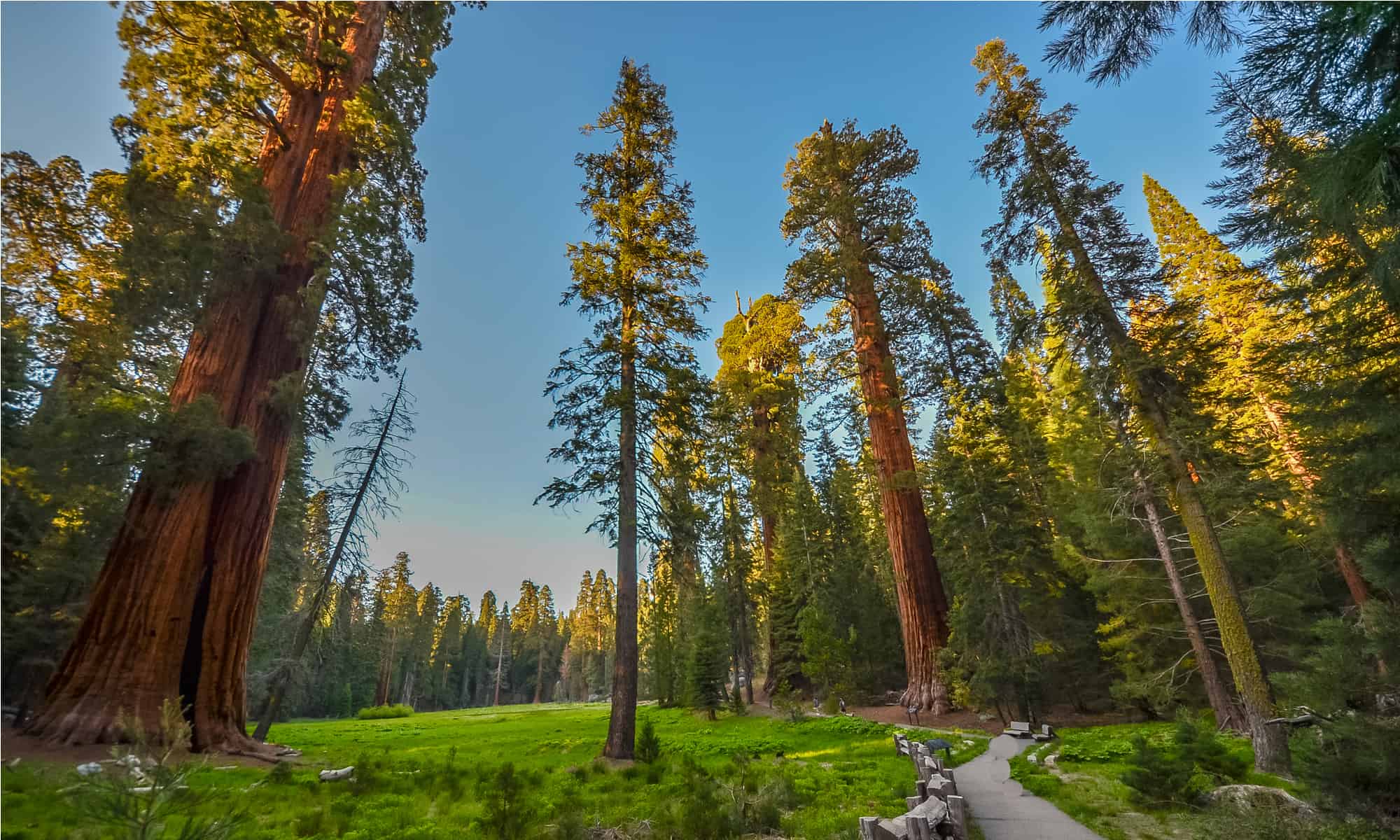 The 5 Oldest Sequoia Trees Still Alive AZ Animals